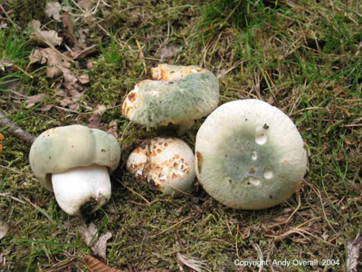 russula virescens