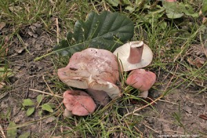 russula zvarae