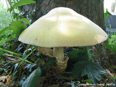 volvariella bombycina