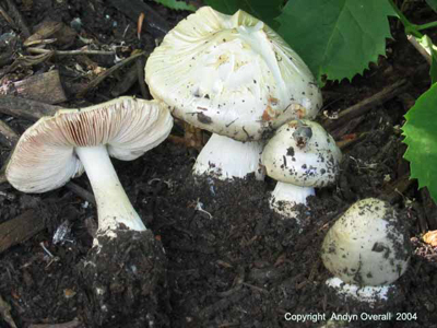 volvariella gloiocephala