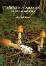 Amanita - Geoffrey