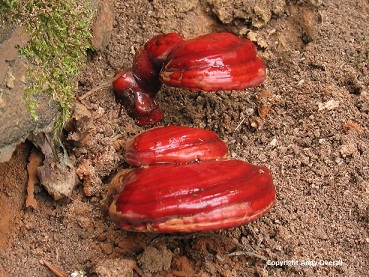 Ganoderma lucidum