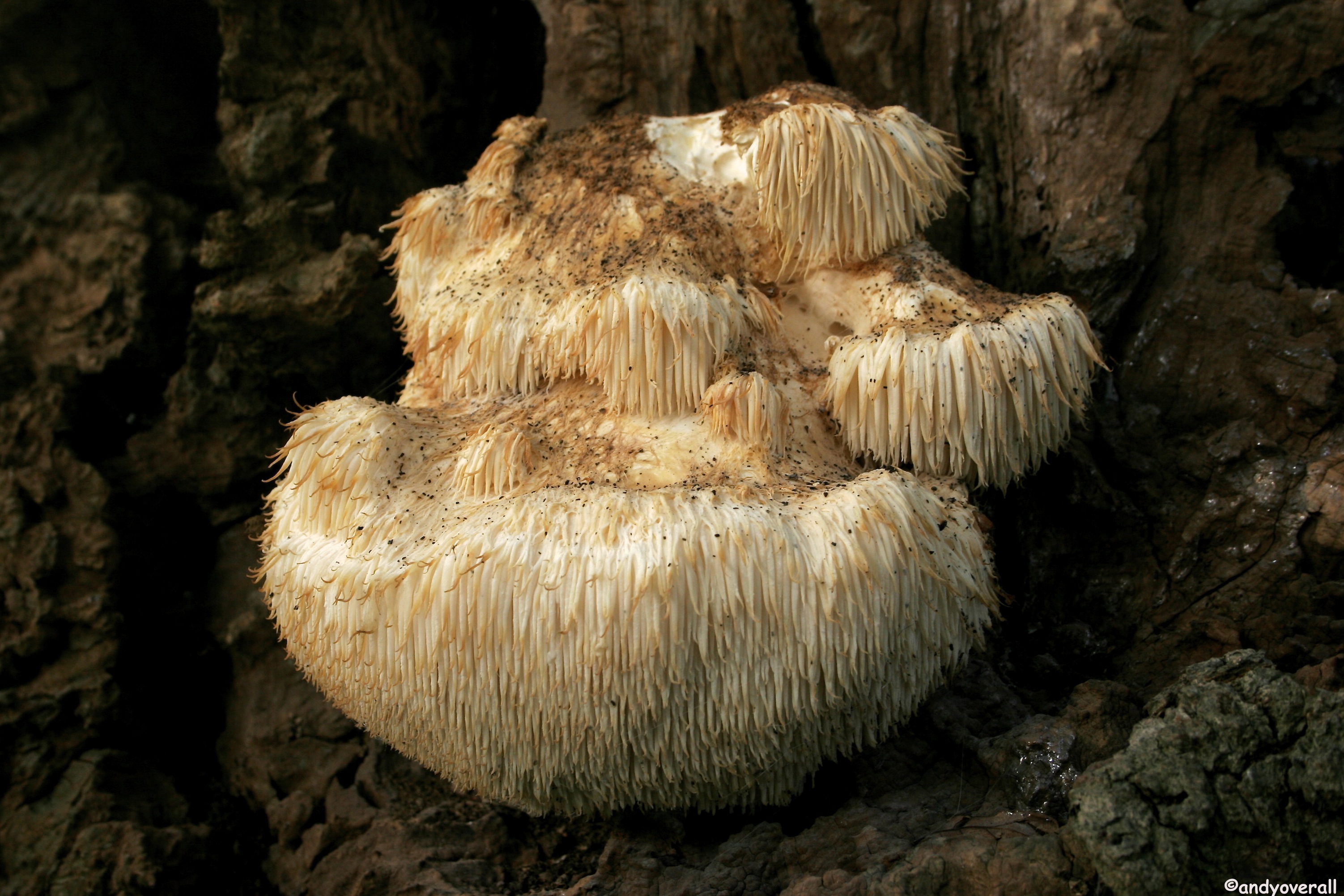 Hericium erinaceus_MG_7670