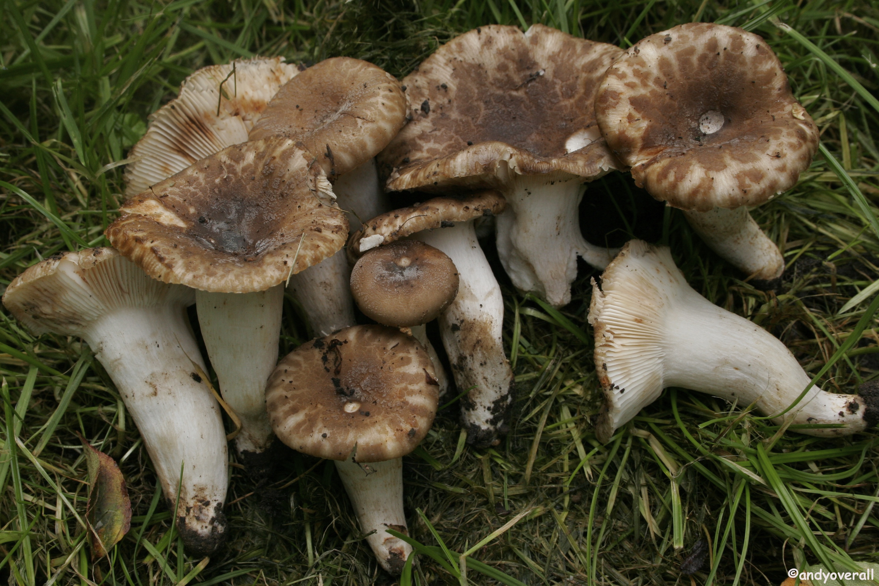 Russula pseudoaffinis