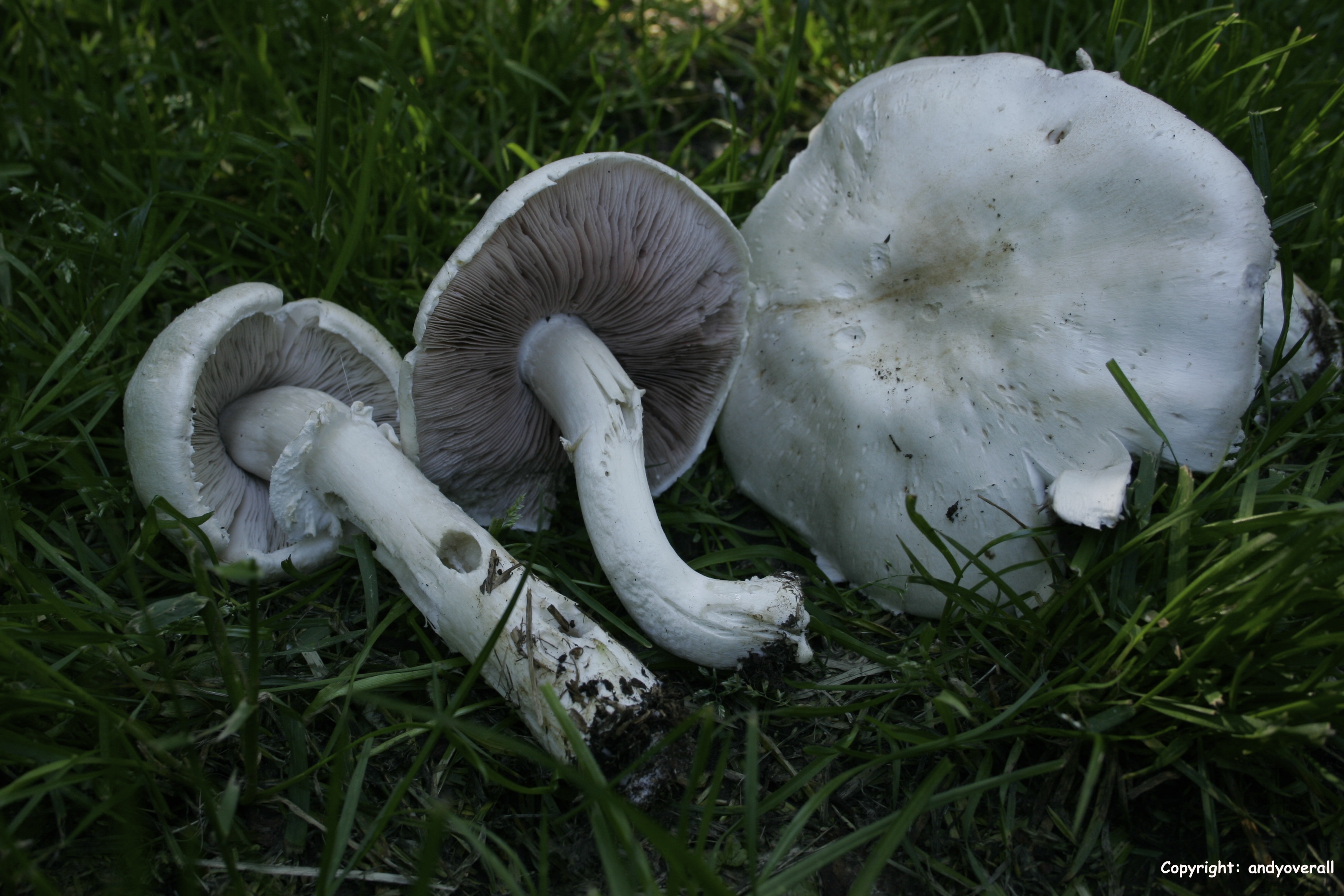 Agaricus osecanus 1