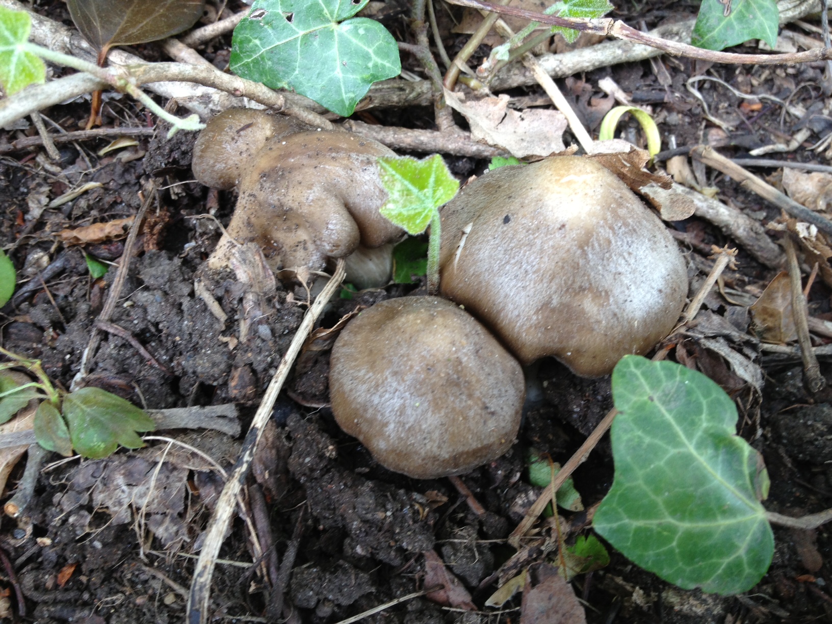 Entoloma 2