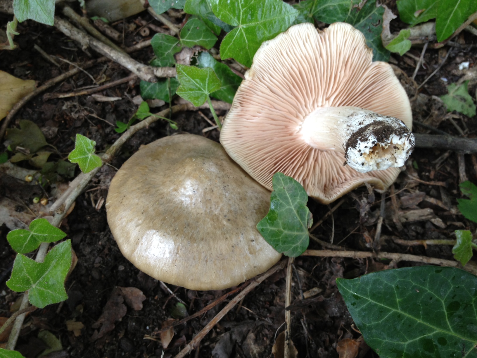 Entoloma clypeatum