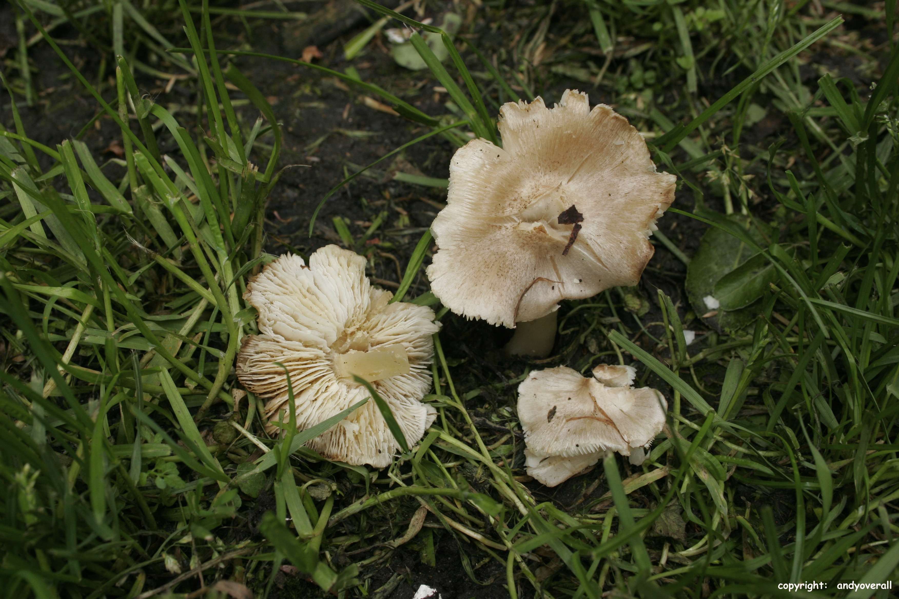 Tricholoma argyraceum_MG_2297