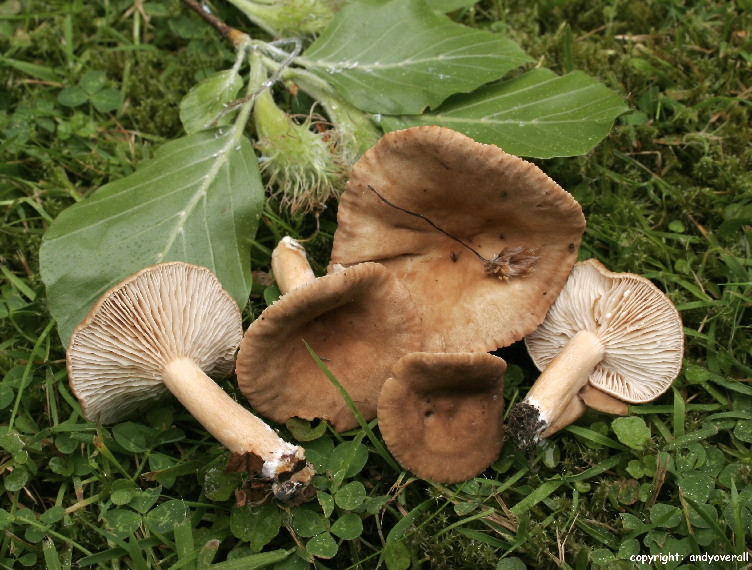 Lactarius subdulcis