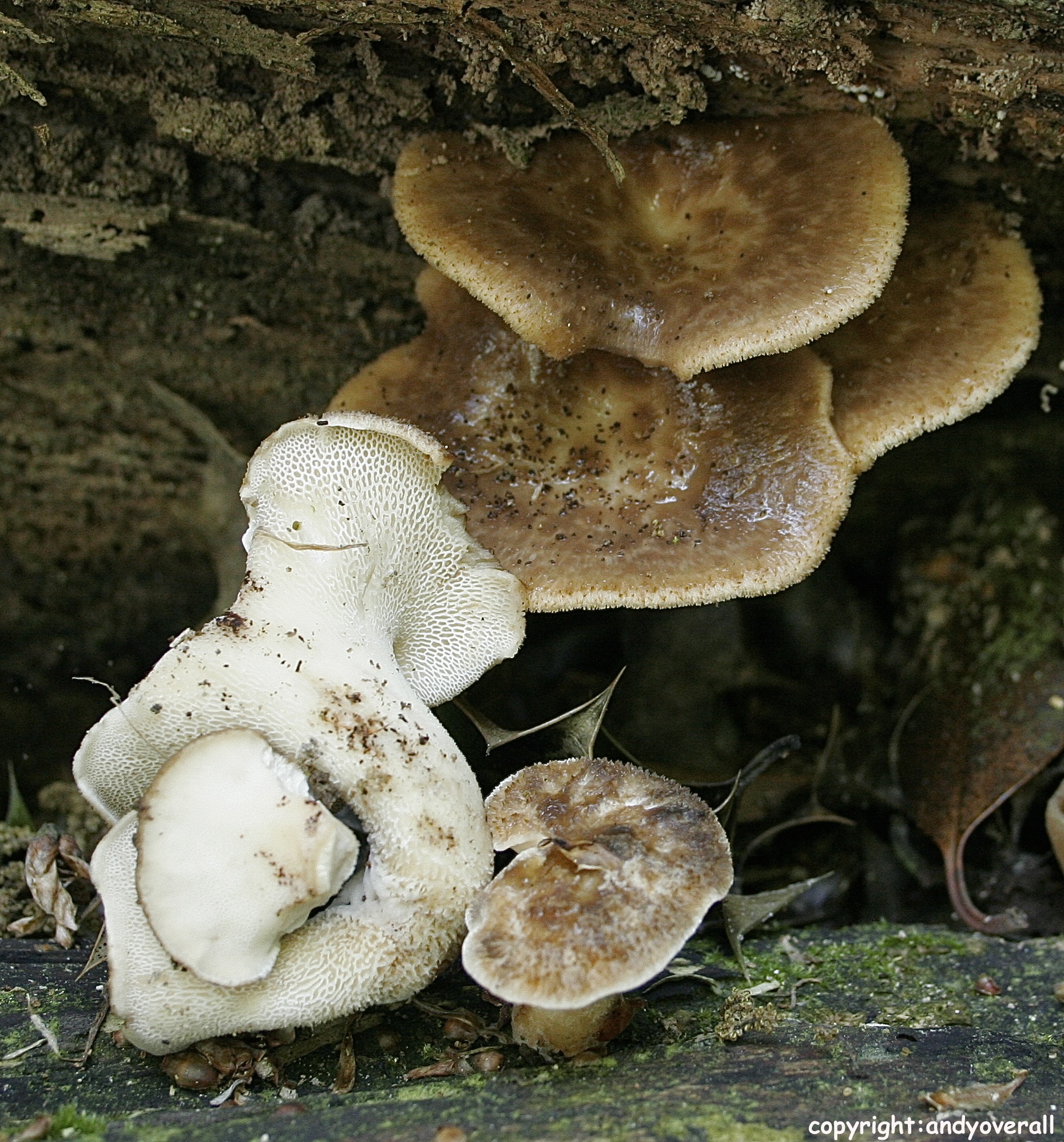 Polyporus tuberaster