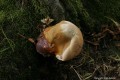 Ganoderma Gallery